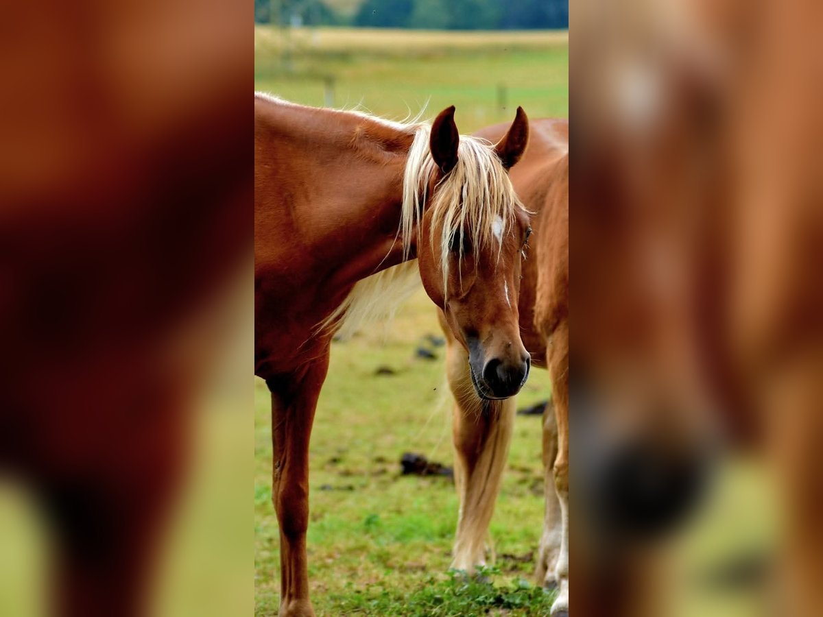 Tennessee walking horse Hongre 3 Ans 148 cm Alezan in Dipperz