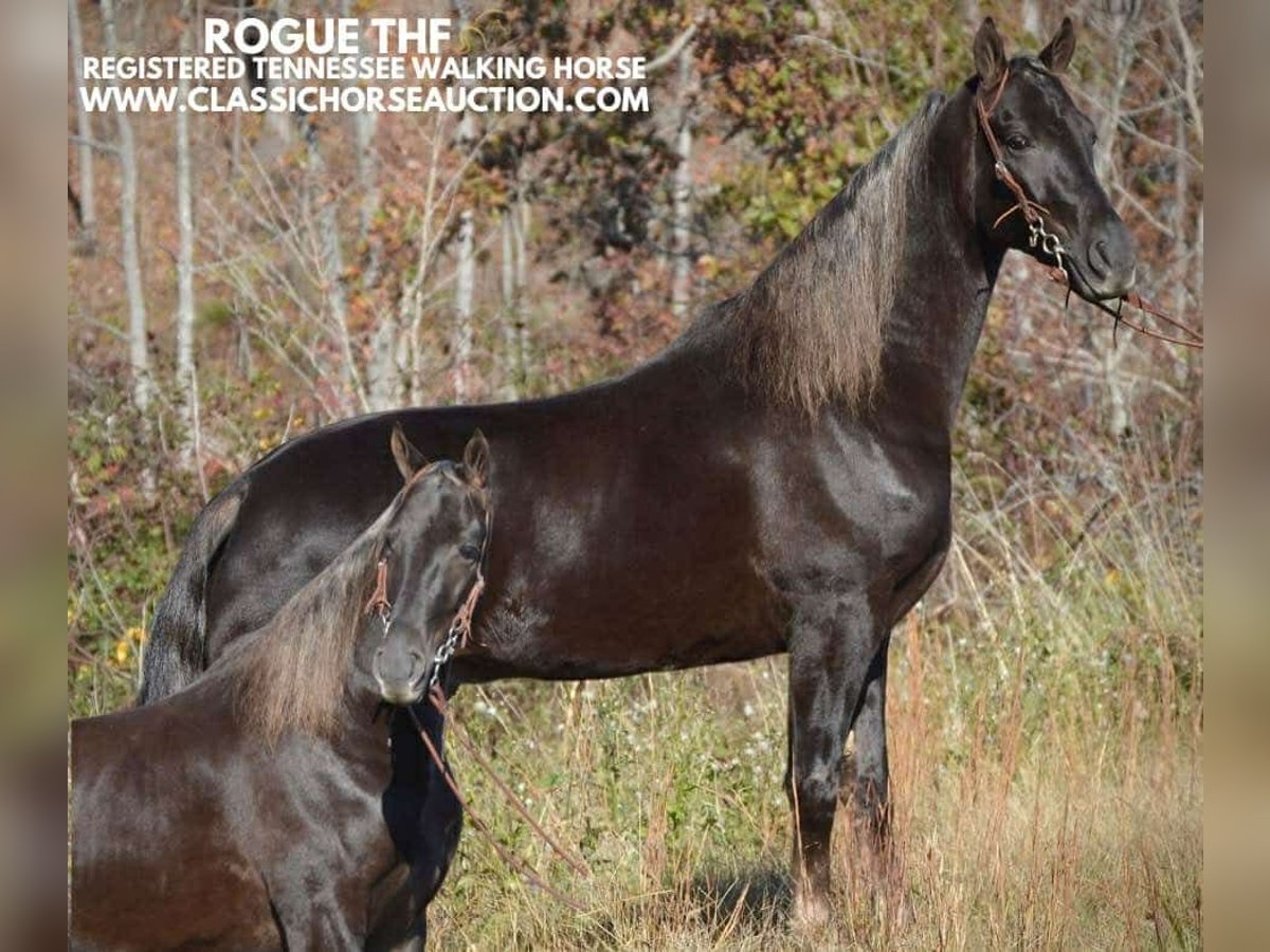 Tennessee walking horse Hongre 4 Ans 152 cm Bai in Hustonville, KY