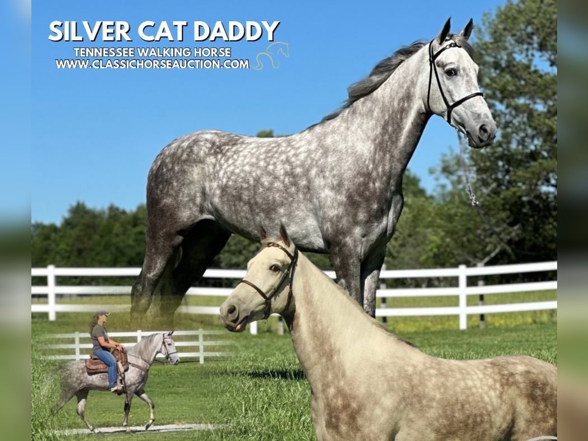 Tennessee walking horse Hongre 4 Ans 152 cm Gris in Lewisburg, TN