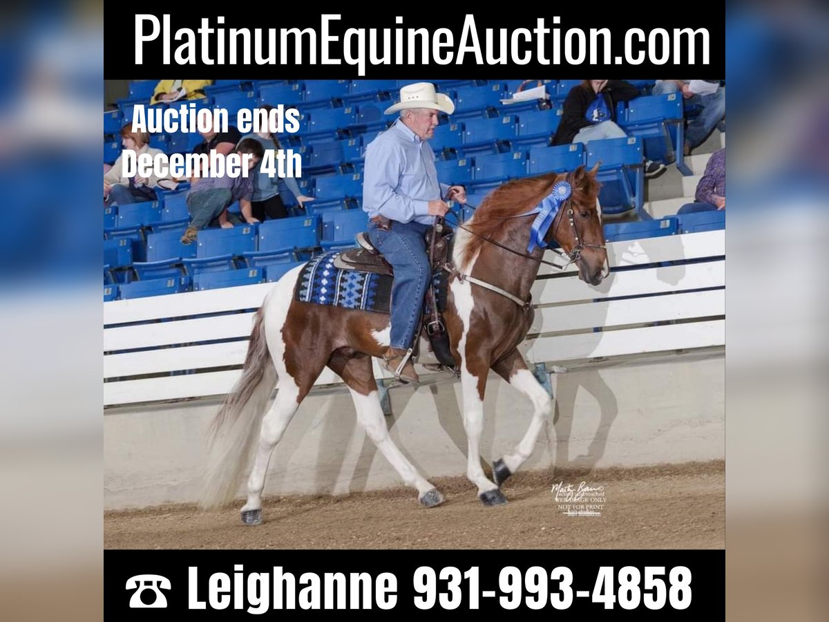 Tennessee walking horse Hongre 6 Ans 157 cm Tobiano-toutes couleurs in pETERSBURG tn