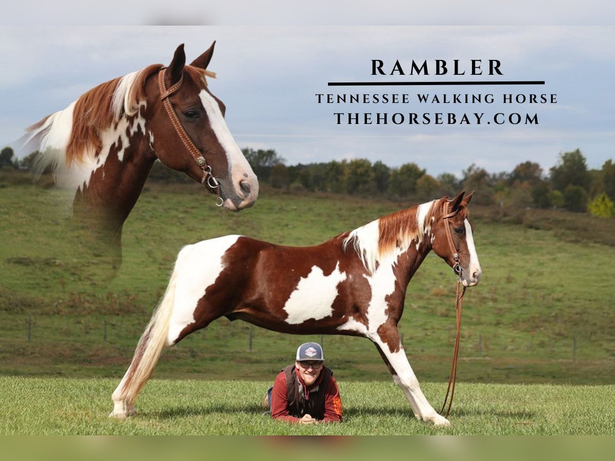 Tennessee walking horse Hongre 7 Ans 152 cm Alezan cuivré in Parkers Lake, KY