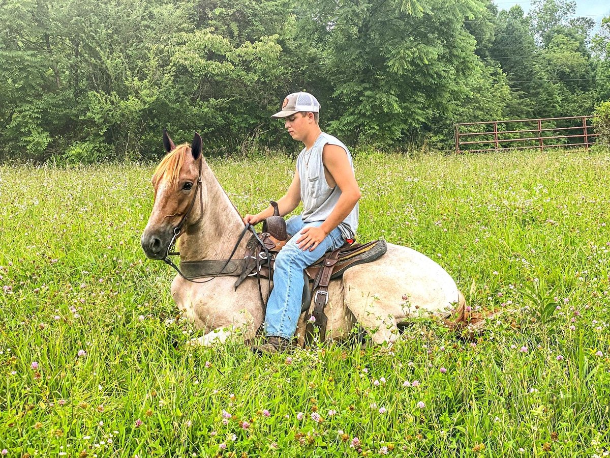 Tennessee walking horse Hongre 7 Ans 152 cm Alezan cuivré in Colorado Springs