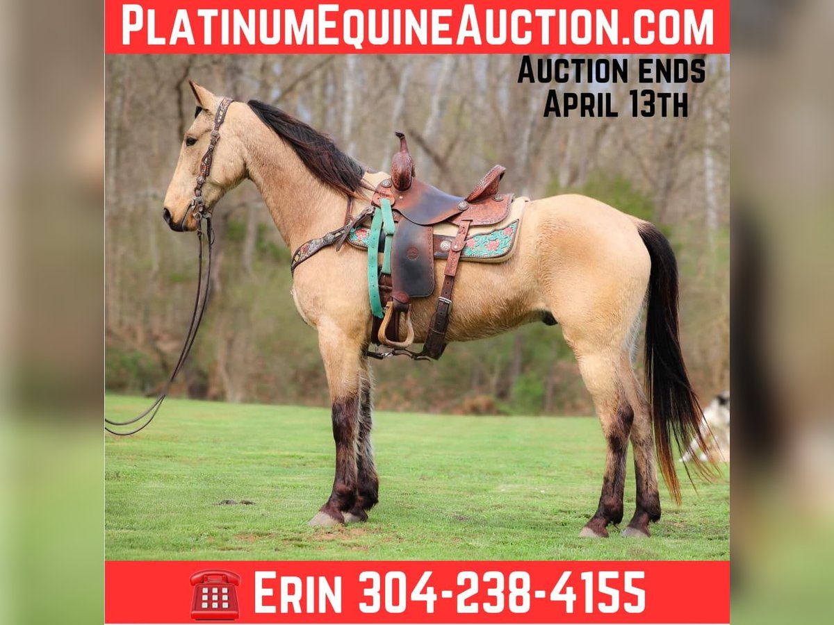 Tennessee walking horse Hongre 7 Ans 152 cm in Flemingsburg KY