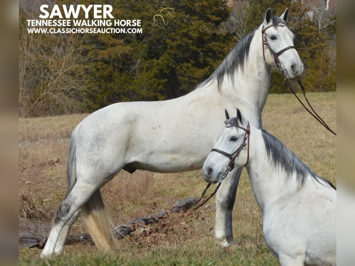 Tennessee walking horse Hongre 9 Ans 142 cm Gris in Hustonville, KY