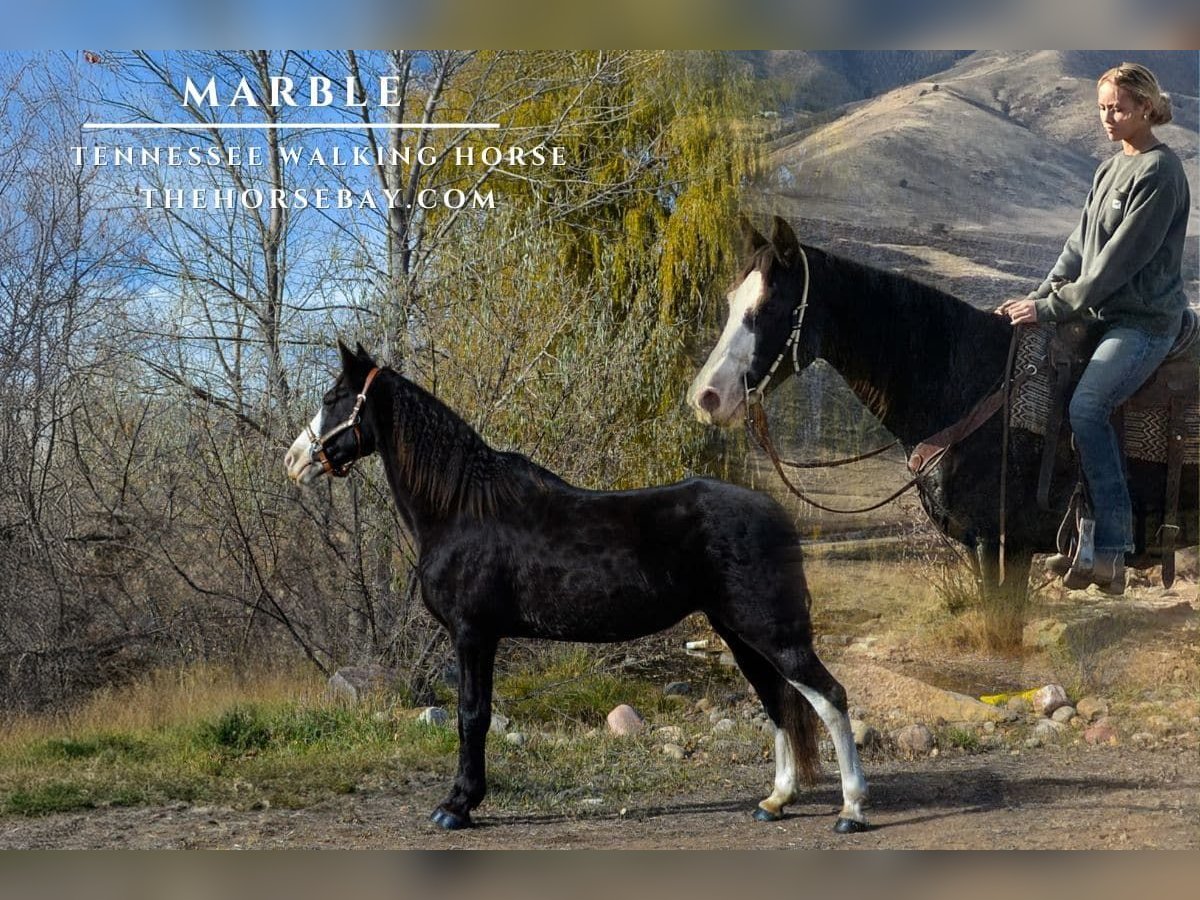 Tennessee walking horse Jument 12 Ans 157 cm Noir in Fort Collins, CO