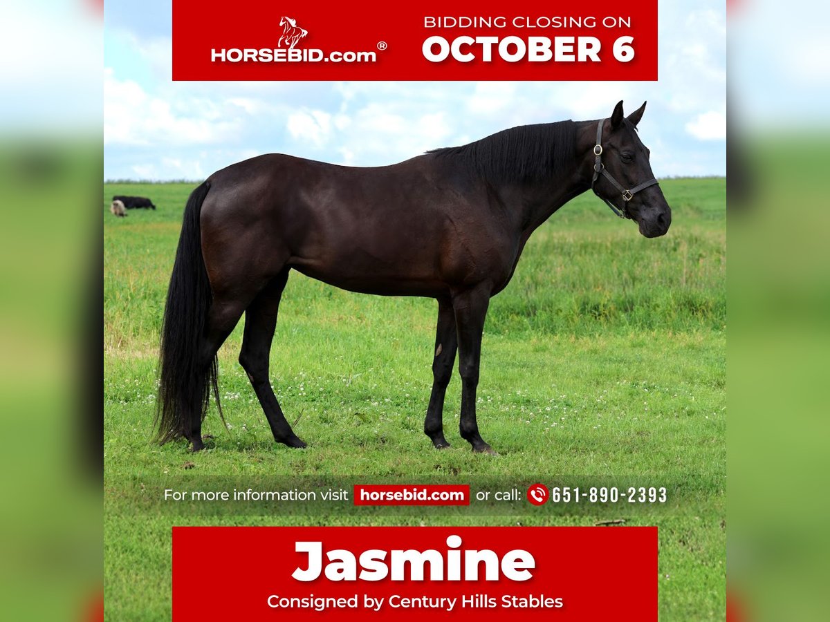 Tennessee walking horse Jument 12 Ans 160 cm Noir in Hastings, MN