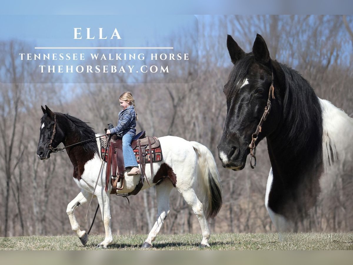 Tennessee walking horse Jument 13 Ans Tobiano-toutes couleurs in Mount Vernon, KY