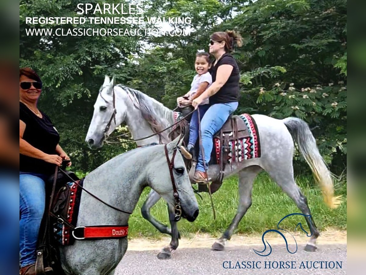 Tennessee walking horse Jument 8 Ans 142 cm Gris in Gillsville, ga