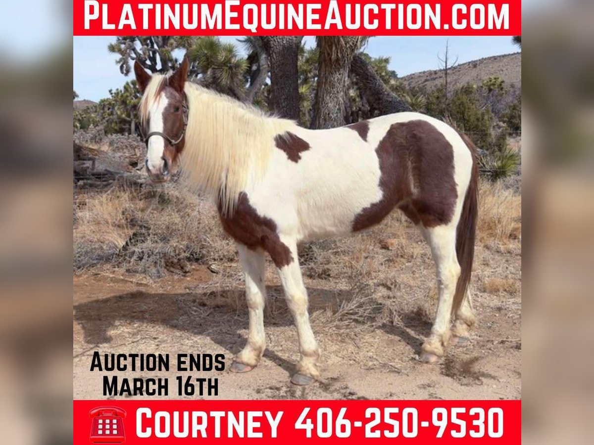 Tennessee walking horse Jument 9 Ans 163 cm Tobiano-toutes couleurs in Pioneertown CA