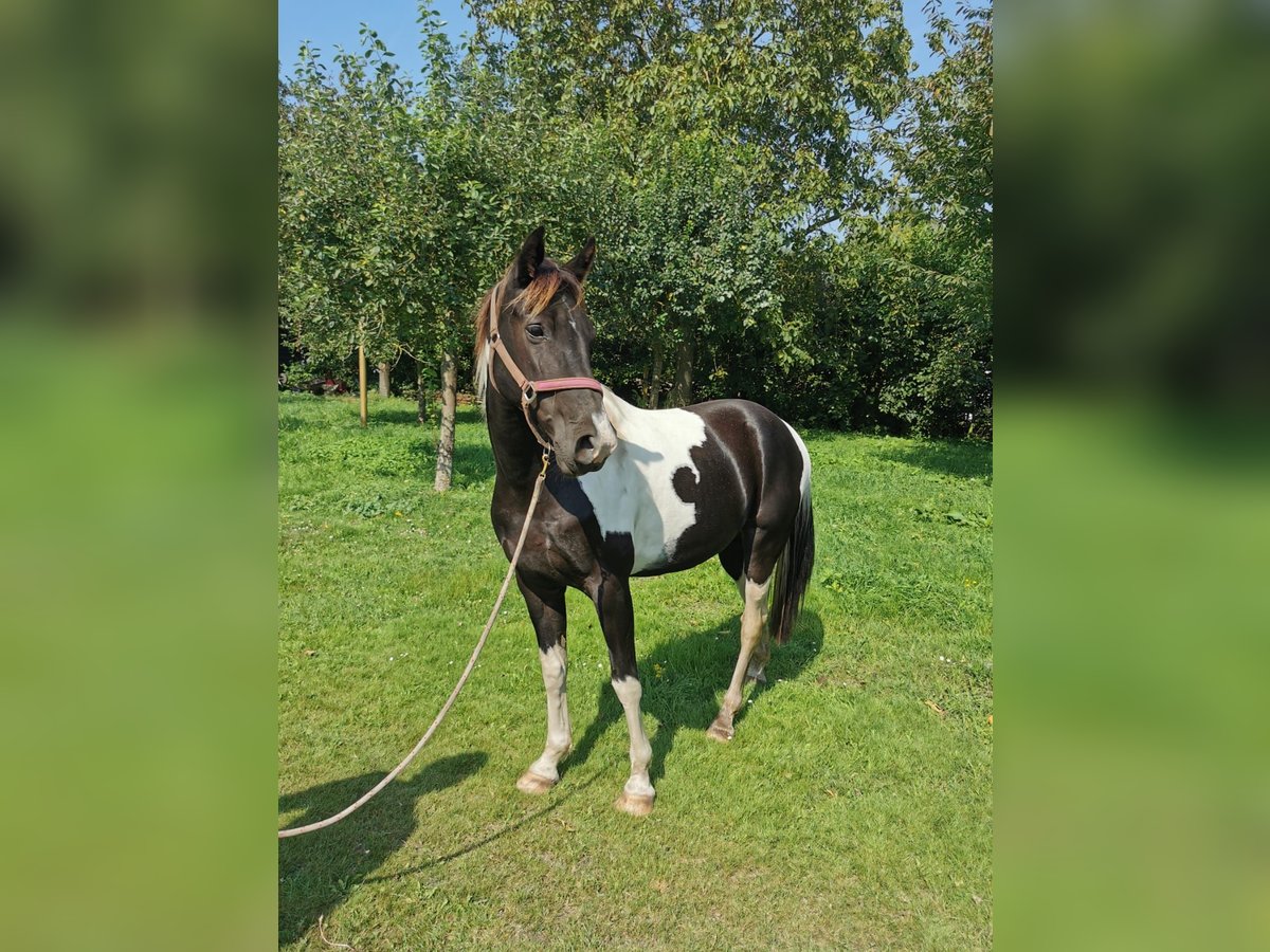 Tennessee walking horse Mare 10 years 15,1 hh Pinto in &#39;s Gravenmoer