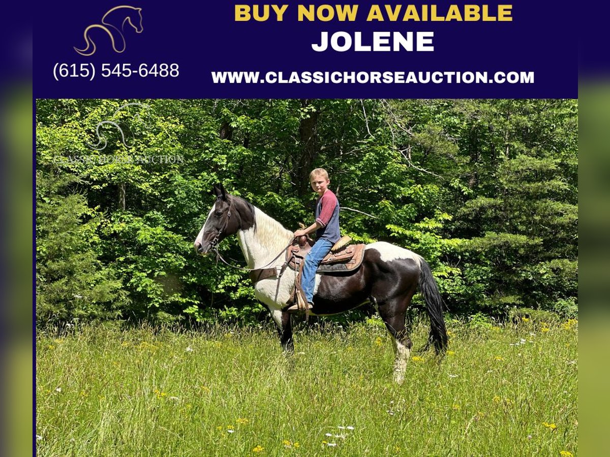 Tennessee walking horse Mare 11 years 14 hh Tobiano-all-colors in Rockholds, KY