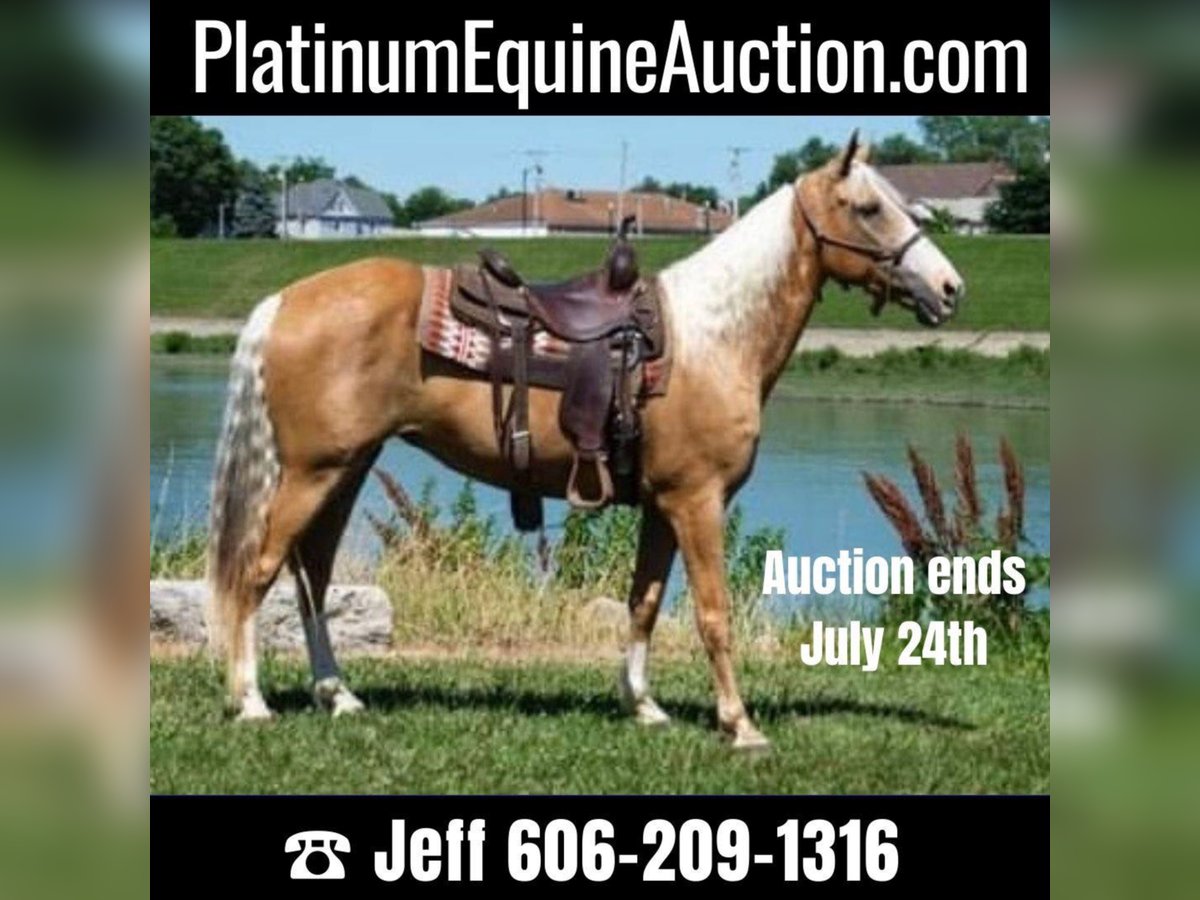 Tennessee walking horse Mare 12 years 15,1 hh Palomino in Middletown OH