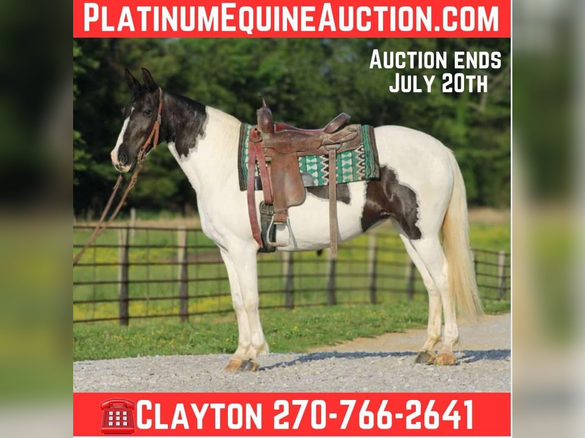 Tennessee walking horse Mare 13 years 14,3 hh Tobiano-all-colors in Sonora, KY