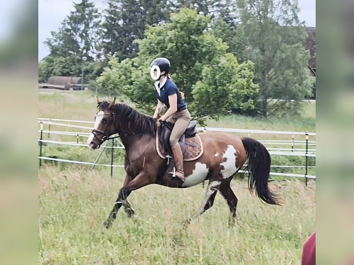 Tennessee walking horse Mare 14 years 14,3 hh Pinto in Anklam