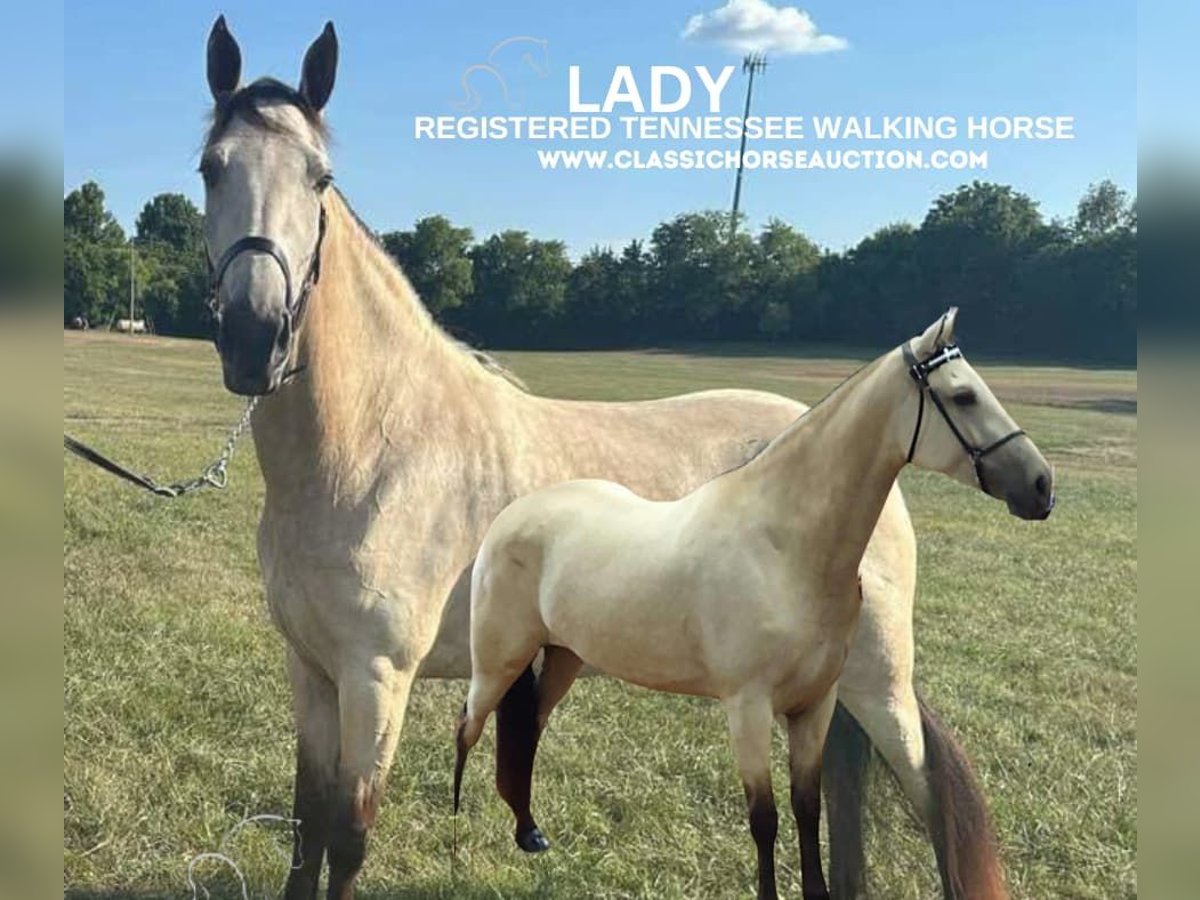 Tennessee walking horse Mare 1 year 15 hh Buckskin in Christiana, TN