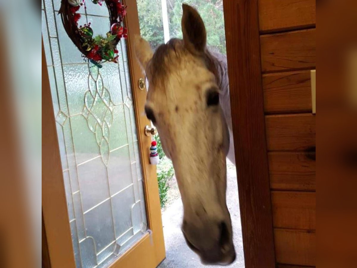 Tennessee walking horse Mare 21 years 13,3 hh Grey-Fleabitten in Monticello