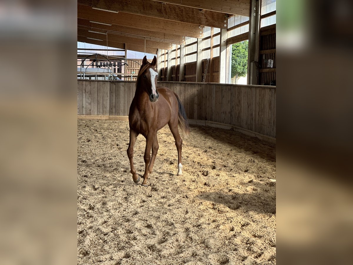 Tennessee walking horse Mare 2 years 15,1 hh Chestnut-Red in Wemding