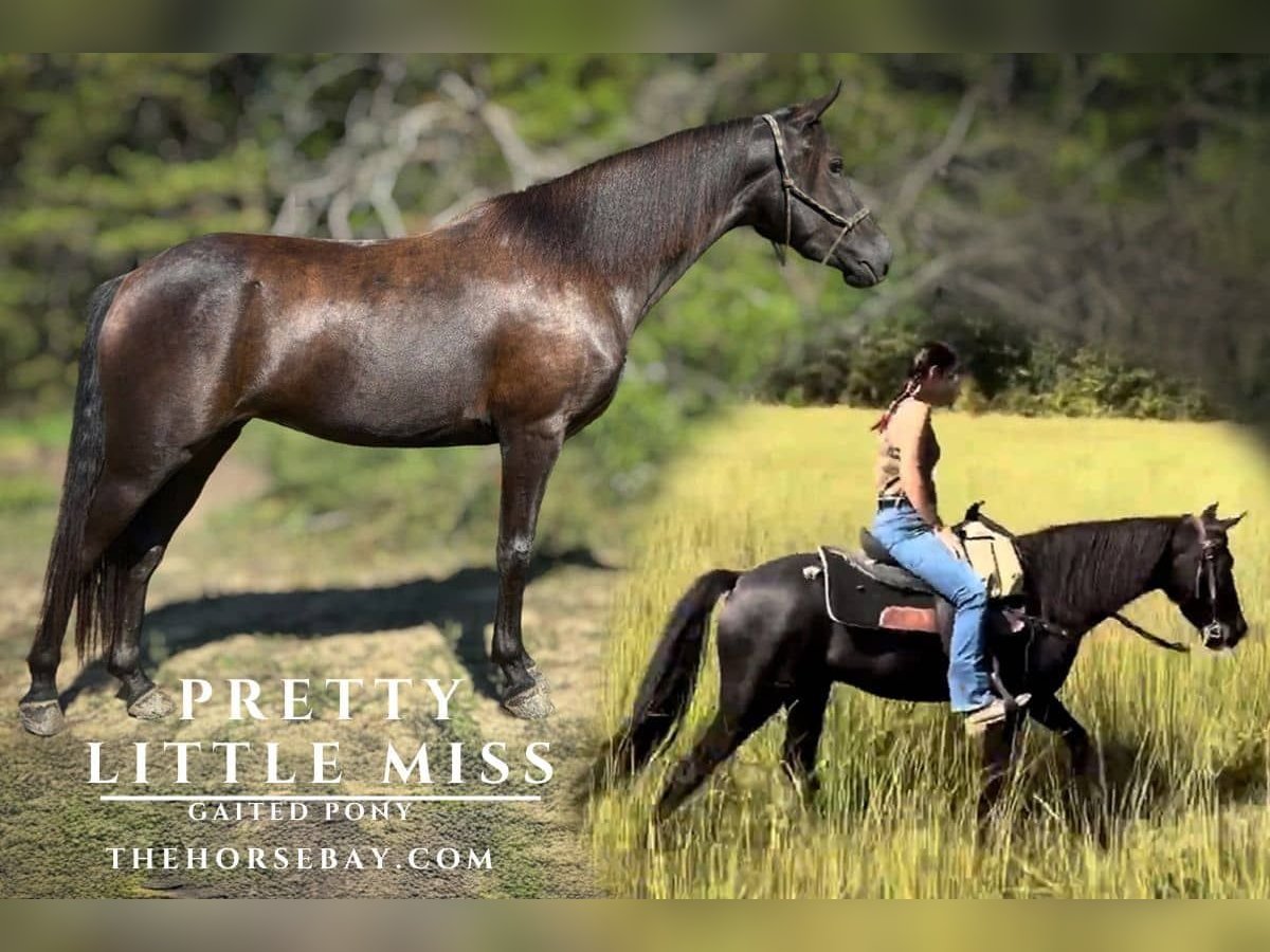 Tennessee walking horse Mix Mare 4 years 13,2 hh Black in Jeffersonville, KY