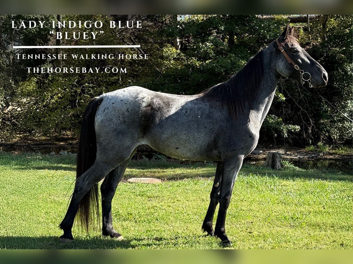 Tennessee walking horse Mare 4 years 15,1 hh Roan-Blue in Campbellsville, KY