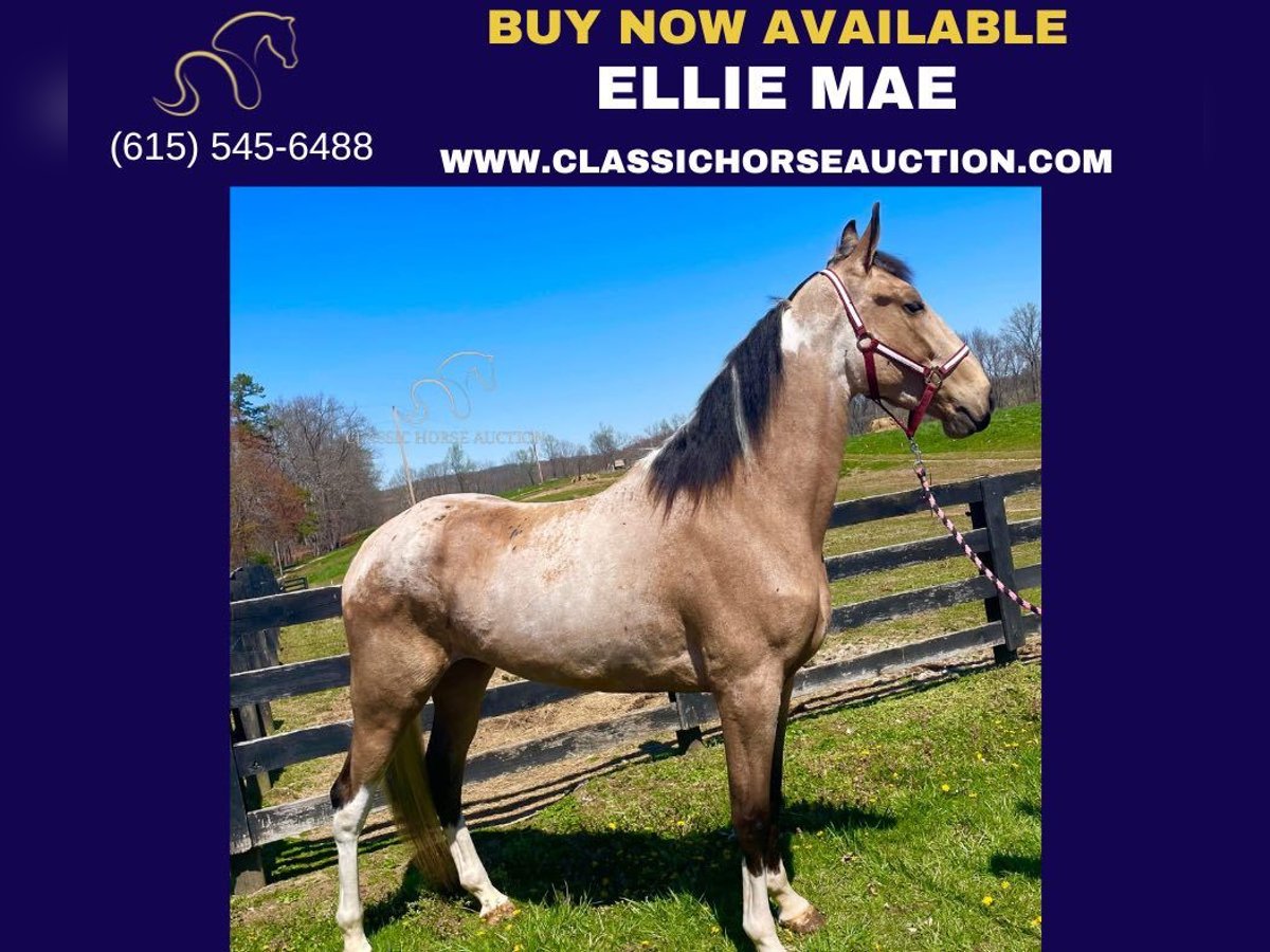 Tennessee walking horse Mare 4 years 16 hh Buckskin in Tyner,ky