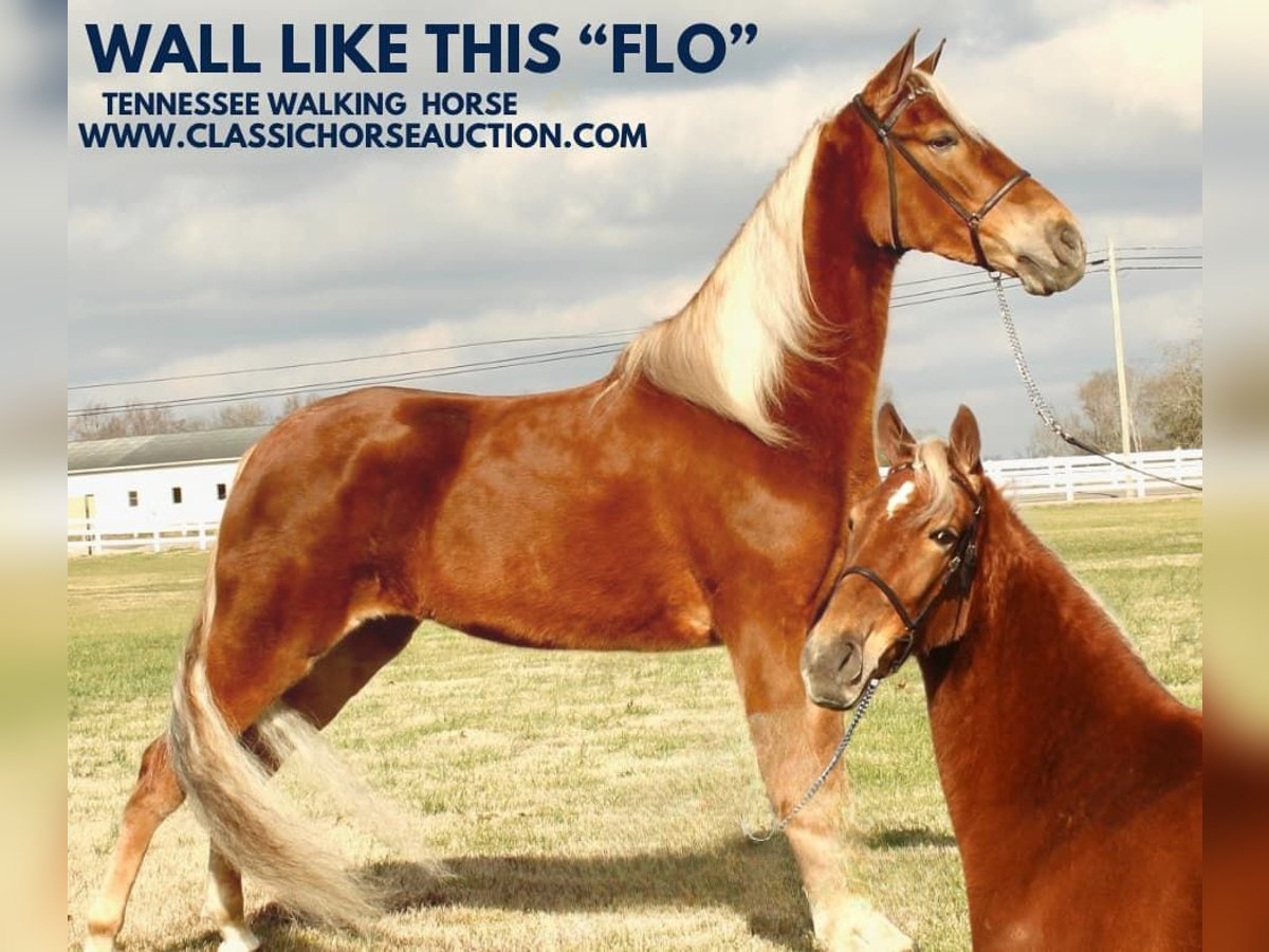 Tennessee walking horse Mare 4 years 16 hh in Lewisburg