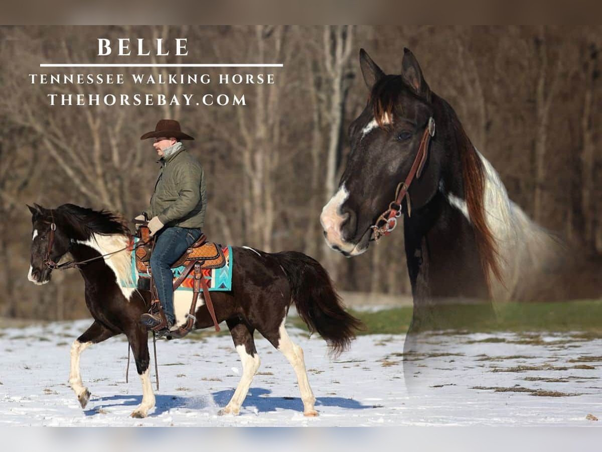 Tennessee walking horse Mare 5 years 14,3 hh Tobiano-all-colors in Parkers Lake, KY