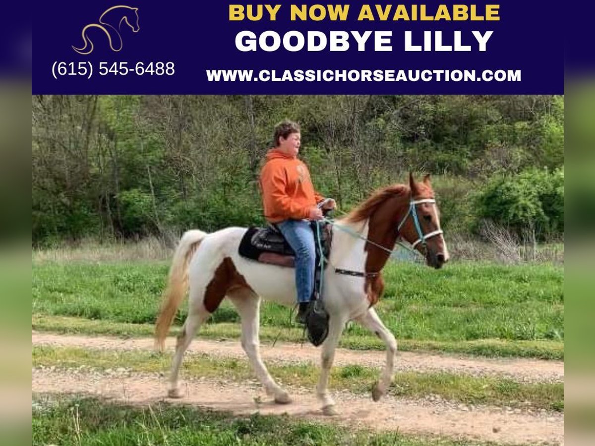 Tennessee walking horse Mare 5 years 15 hh Sorrel in Winchester, KY