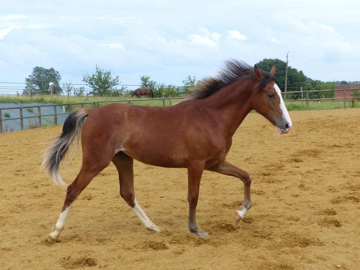 Tennessee walking horse Mare 5 years 15,1 hh Sabino in Vill&#xE9;