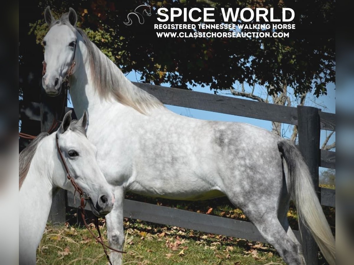 Tennessee walking horse Mare 6 years 14 hh Grey in Hustonville, KY