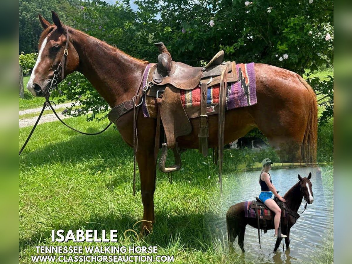 Tennessee walking horse Mare 6 years 14 hh Sorrel in Tompkinsville, KY