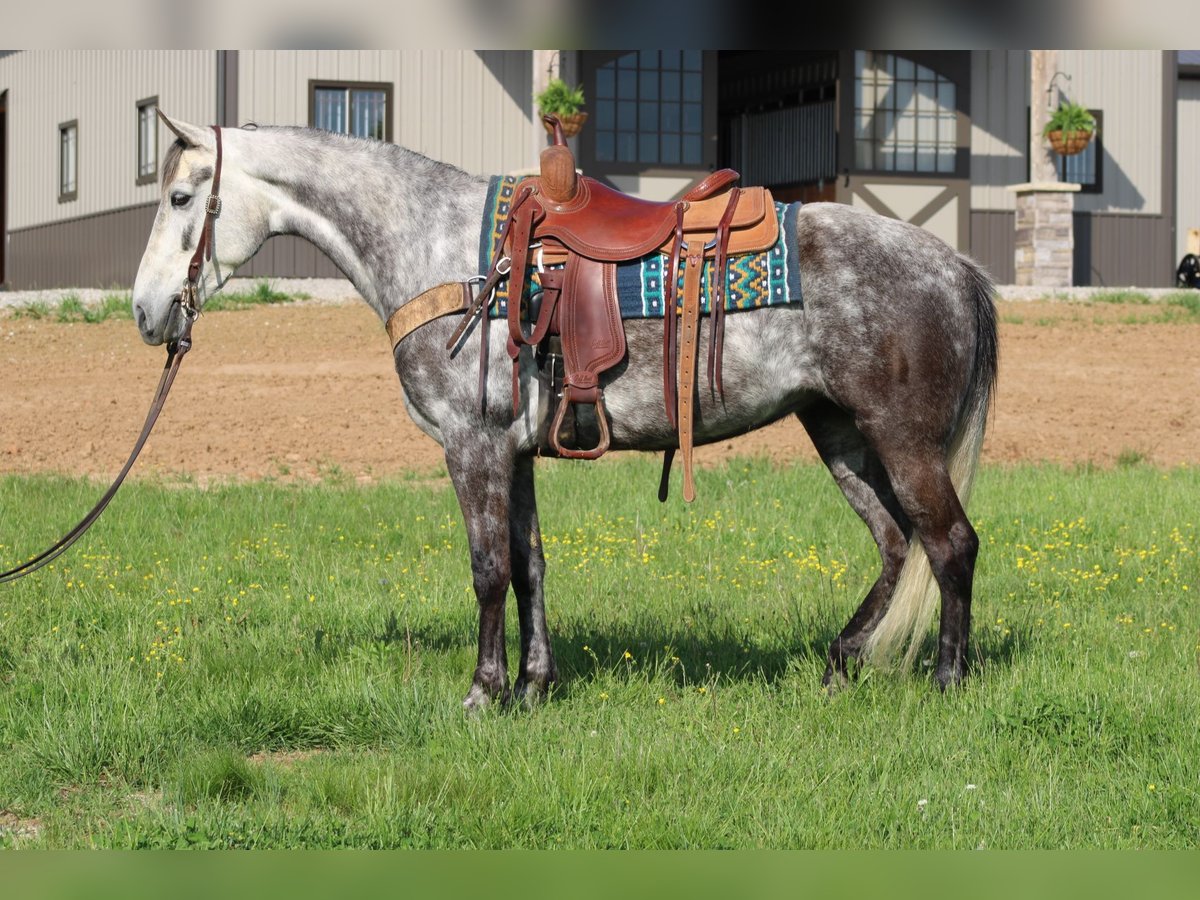 Tennessee walking horse Mare 6 years 15 hh Gray in Sonora, KY