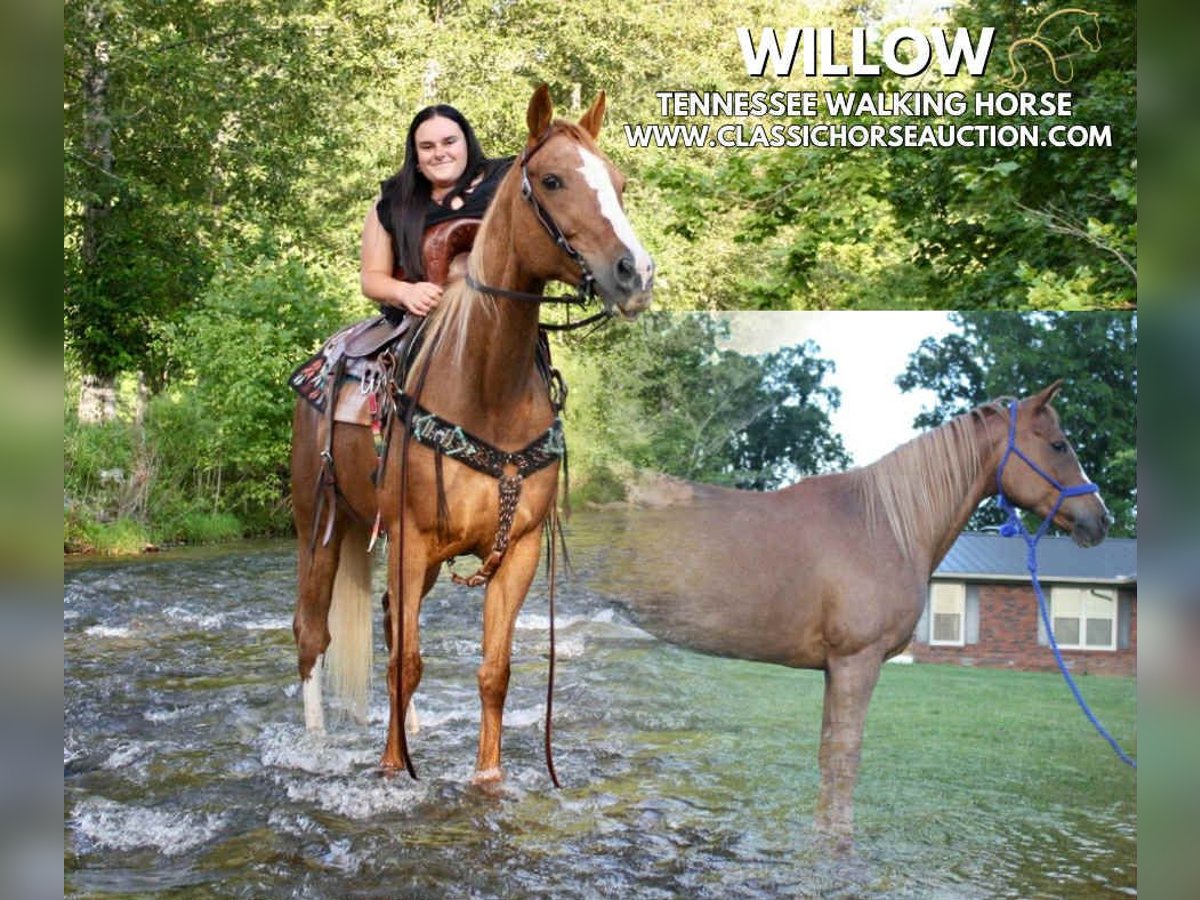 Tennessee walking horse Mare 9 years 14 hh Roan-Red in Smithville, TN