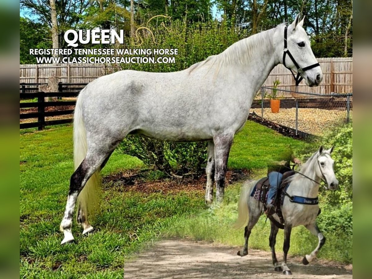 Tennessee walking horse Mare 9 years 15 hh Grey in Gillsville, GA