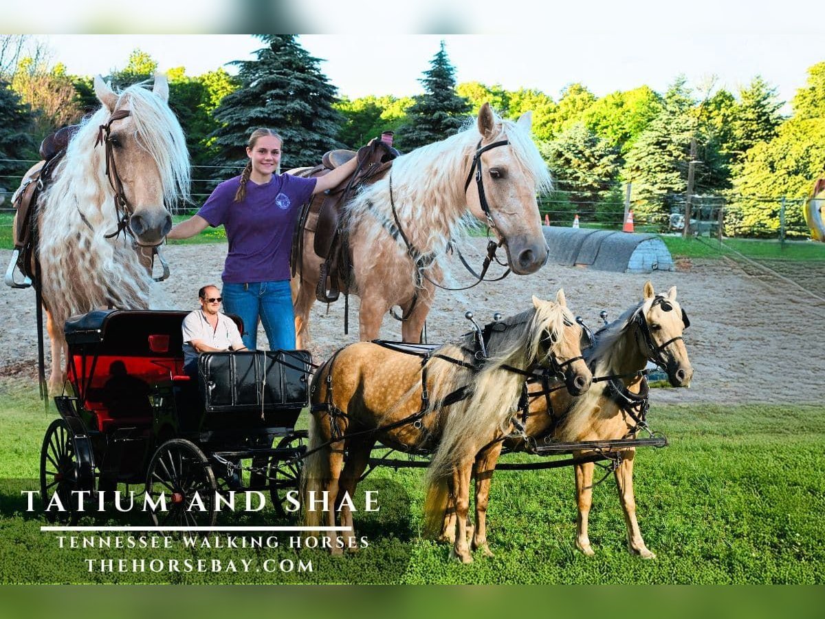 Tennessee walking horse Merrie 10 Jaar Palomino in Warsaw, NY