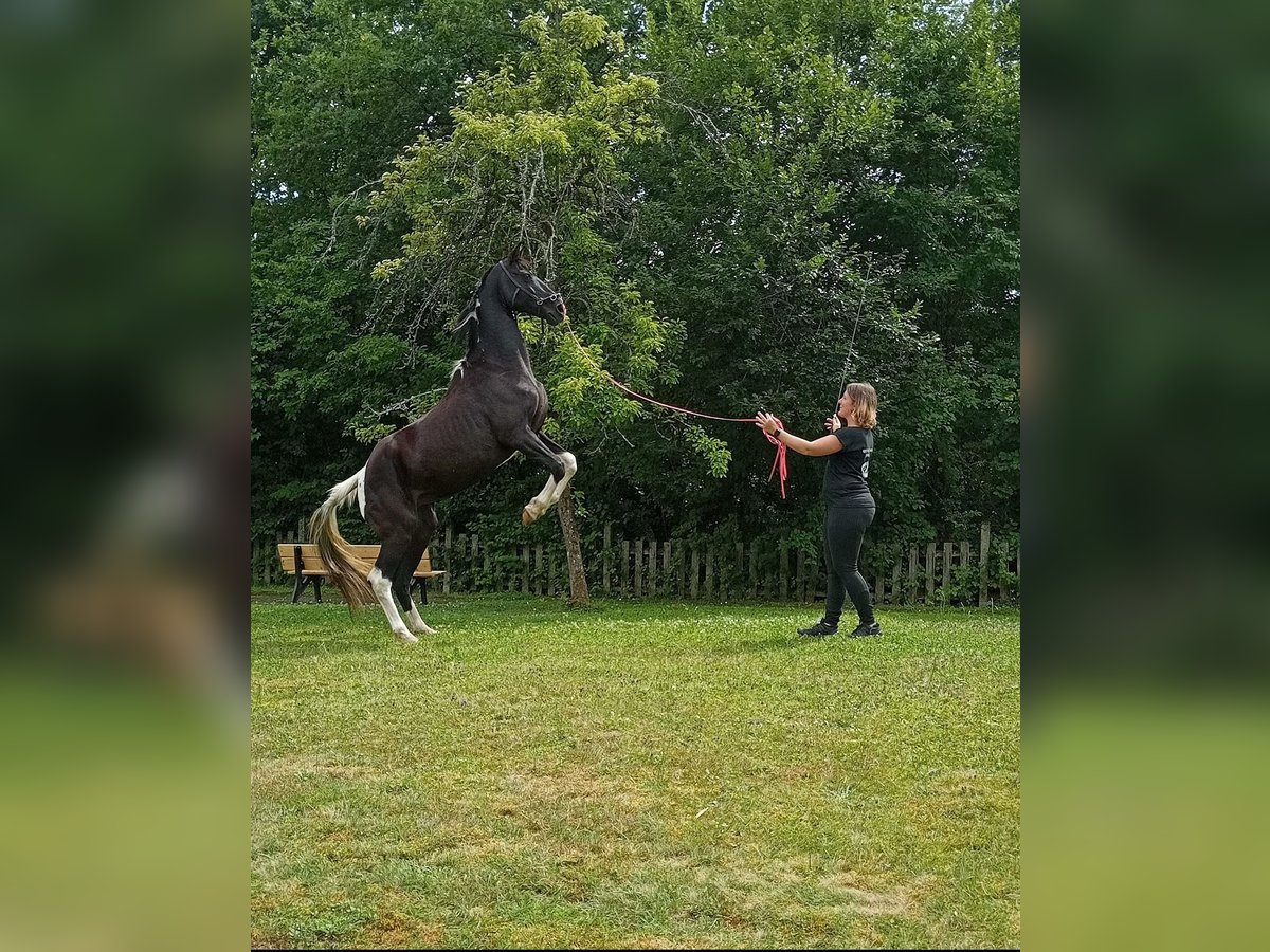 Tennessee walking horse Merrie 18 Jaar 150 cm Gevlekt-paard in Pocking