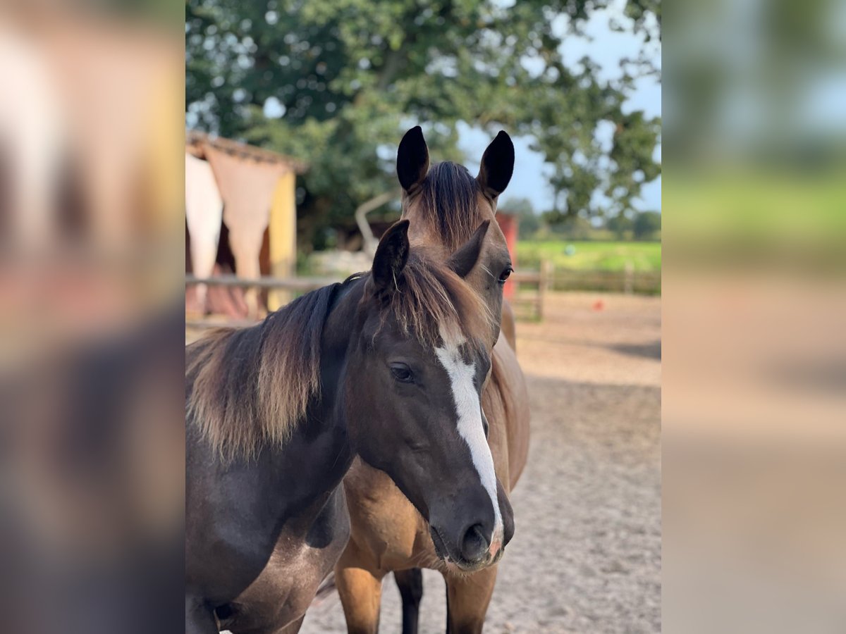 Tennessee walking horse Merrie 2 Jaar Zwart in Engelschoff