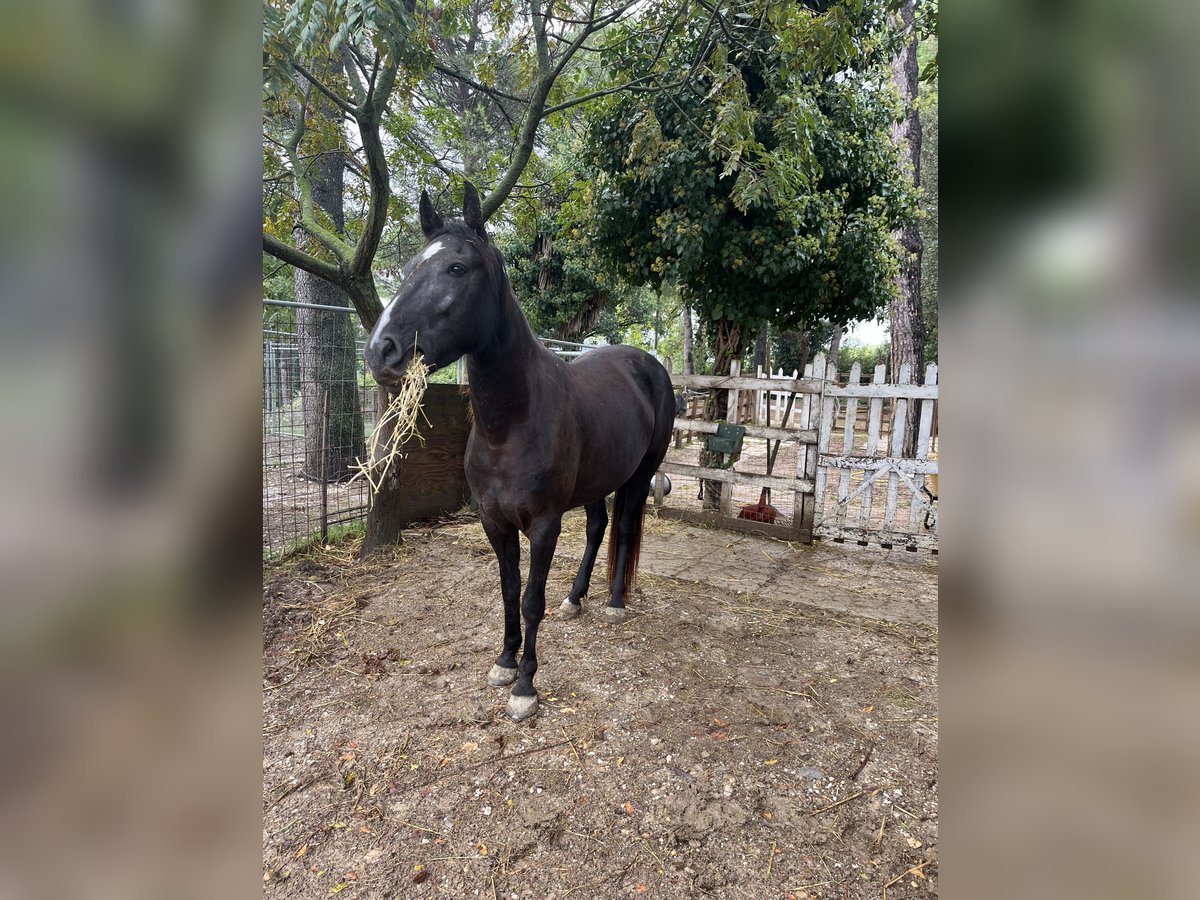 Tennessee walking horse Merrie 4 Jaar 150 cm Zwart in CASTROCARO TERME E TERRA DEL SOLE