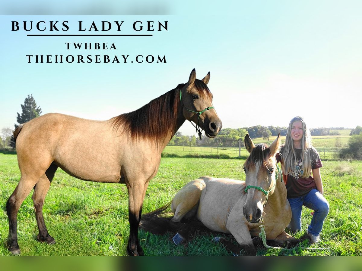 Tennessee walking horse Merrie 6 Jaar 152 cm Buckskin in Runnells, IA