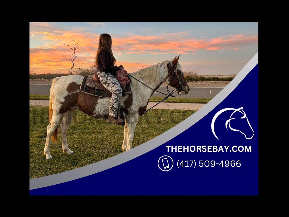 Tennessee walking horse Merrie 7 Jaar Tobiano-alle-kleuren in Aurora, CO