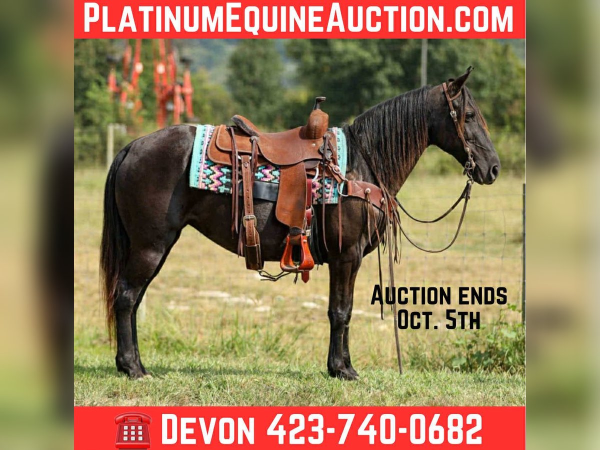 Tennessee walking horse Merrie 9 Jaar 147 cm Zwart in Cleveland Tn