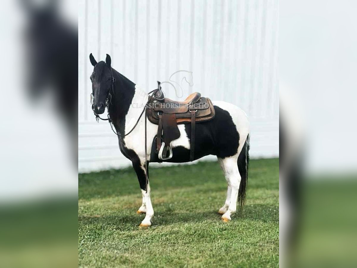 Tennessee walking horse Ruin 10 Jaar 152 cm Tobiano-alle-kleuren in Lawrenceburg, KY