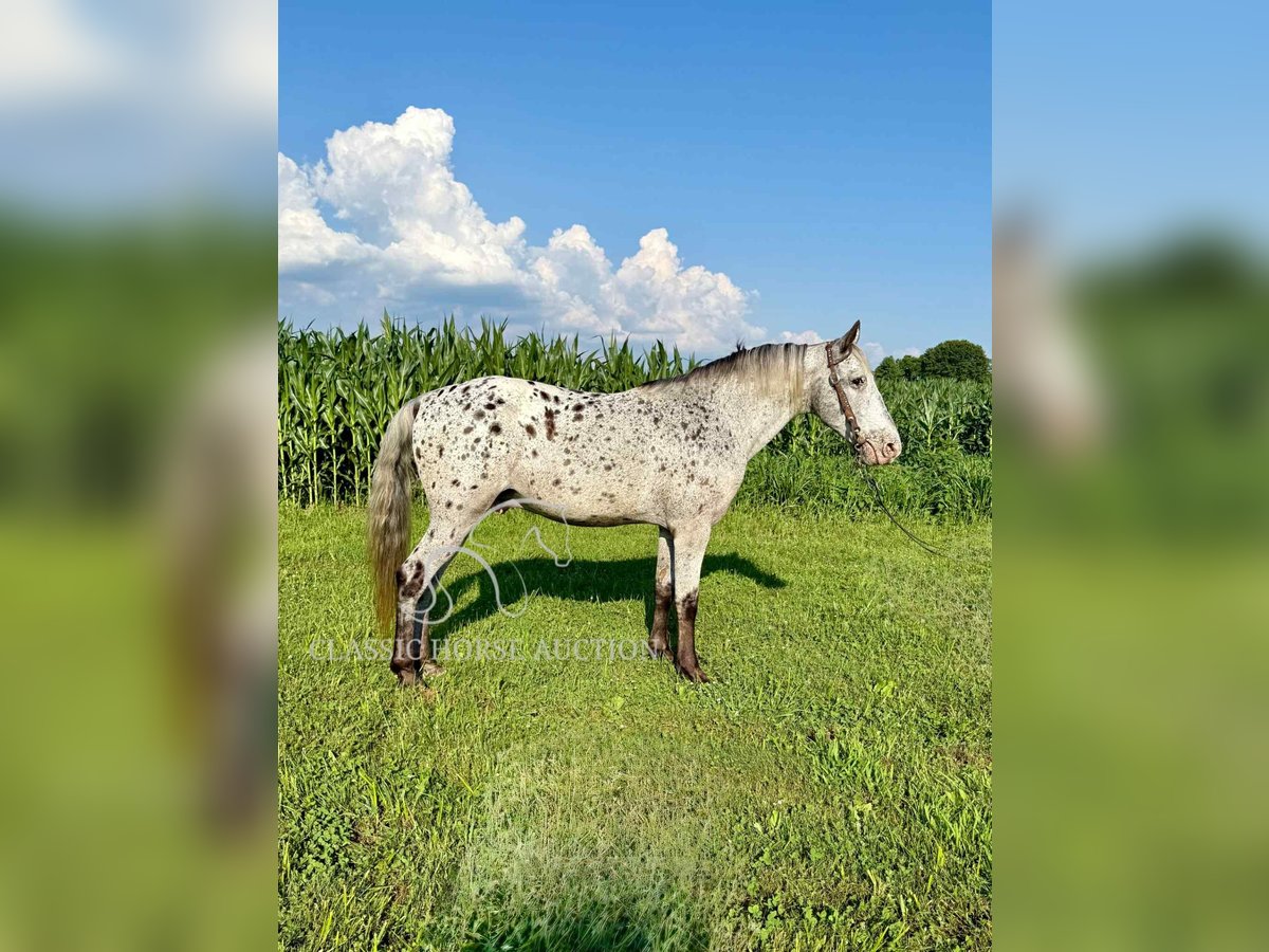 Tennessee walking horse Ruin 11 Jaar 142 cm Tobiano-alle-kleuren in Moscow, OH