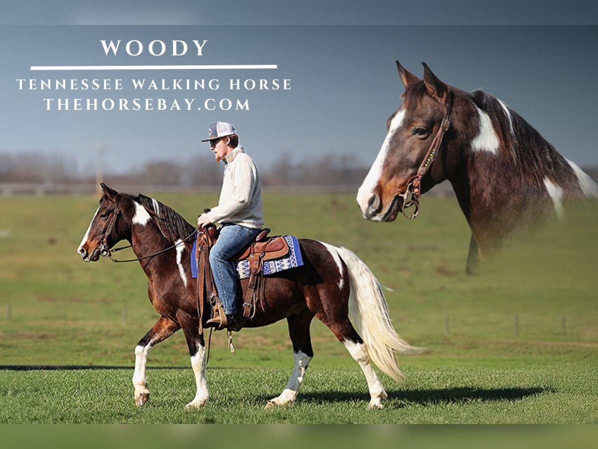 Tennessee walking horse Ruin 12 Jaar 145 cm Tobiano-alle-kleuren in Parkers Lake, KY