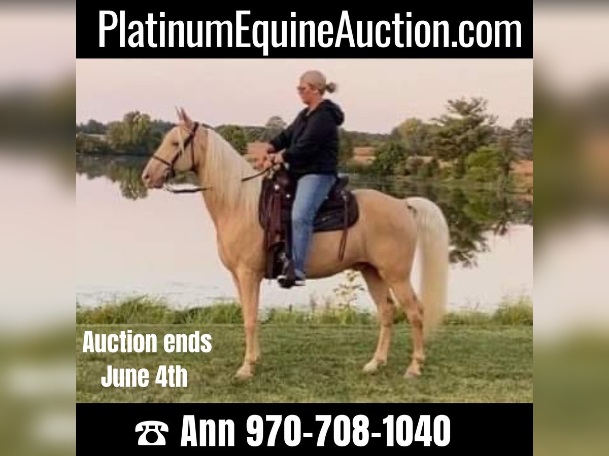 Tennessee walking horse Ruin 12 Jaar 152 cm Palomino in Ancram NY