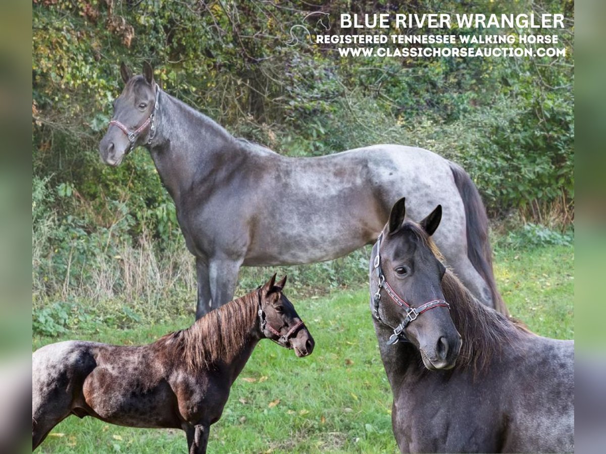 Tennessee walking horse Ruin 12 Jaar 152 cm Roan-Blue in Grass Lake, MI