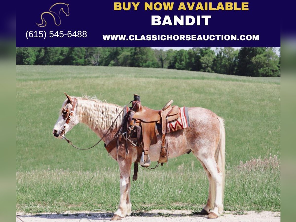 Tennessee walking horse Ruin 13 Jaar 132 cm Roan-Red in Gerald, MO