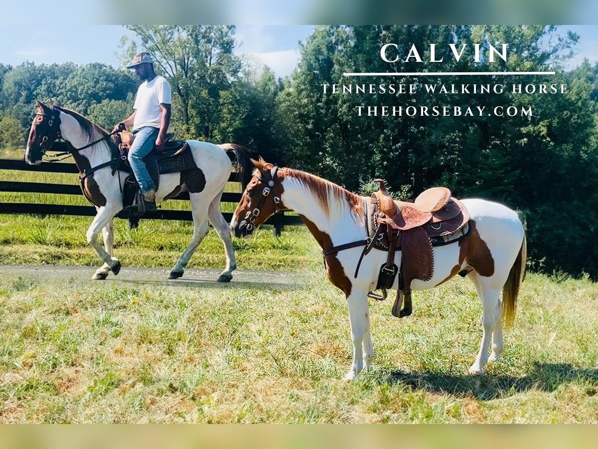 Tennessee walking horse Ruin 14 Jaar 150 cm Tobiano-alle-kleuren in Tompkinsville, KY