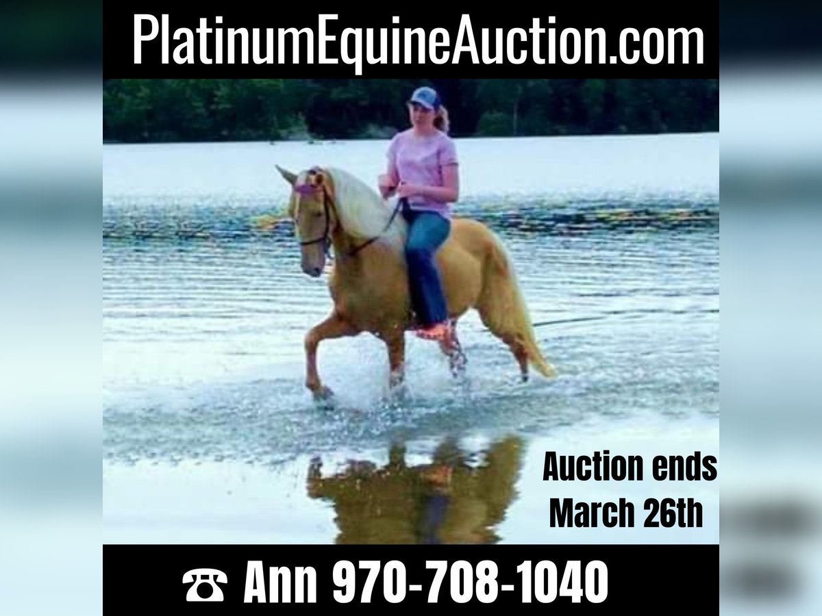 Tennessee walking horse Ruin 14 Jaar 152 cm Palomino in Ancram NY