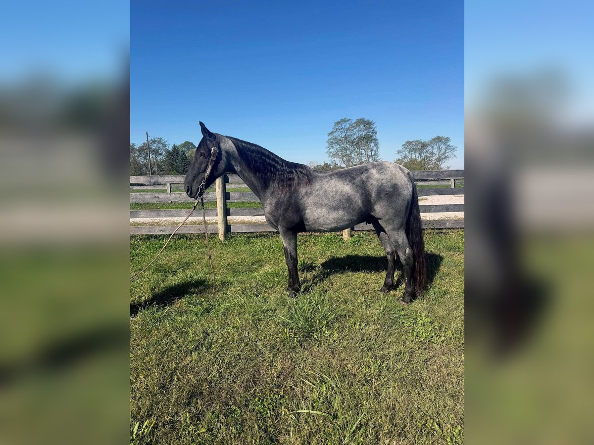 Tennessee walking horse Ruin 14 Jaar 157 cm Roan-Blue in Moscow