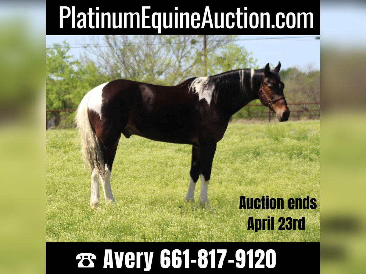 Tennessee walking horse Ruin 14 Jaar 160 cm Tobiano-alle-kleuren in Stephenville TX